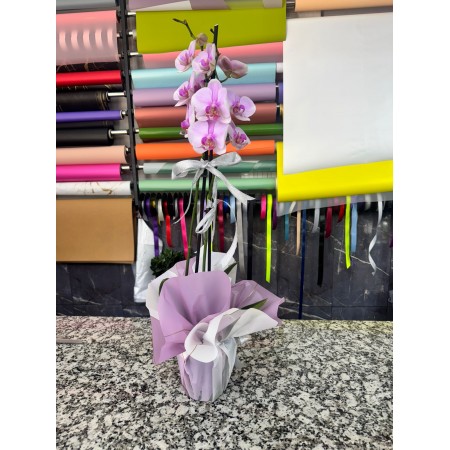 ÇİFT DAL PEMBE ORKİDE